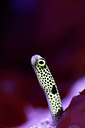 BUITEN BEELD Foto: 269650