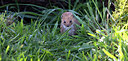 BUITEN BEELD Foto: 269712