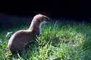 BUITEN BEELD Foto: 269713