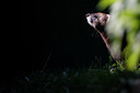 BUITEN BEELD Foto: 269722