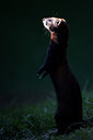 BUITEN BEELD Foto: 269730