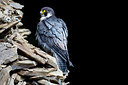 BUITEN BEELD Foto: 269747