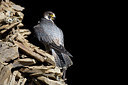 BUITEN BEELD Foto: 269748