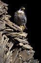 BUITEN BEELD Foto: 269750