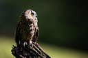 BUITEN BEELD Foto: 269766