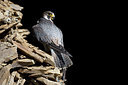 BUITEN BEELD Foto: 269789