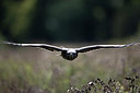 BUITEN BEELD Foto: 269793