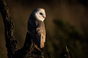 BUITEN BEELD Foto: 269823