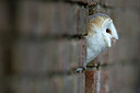 BUITEN BEELD Foto: 269831