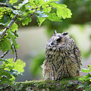 BUITEN BEELD Foto: 269876