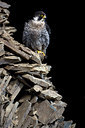 BUITEN BEELD Foto: 269882