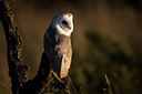 BUITEN BEELD Foto: 269900
