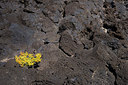 BUITEN BEELD Foto: 269930