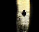 BUITEN BEELD Foto: 269960