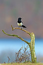 BUITEN BEELD Foto: 269984