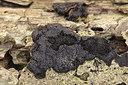 BUITEN BEELD Foto: 270137