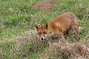 BUITEN BEELD Foto: 270289