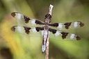 BUITEN BEELD Foto: 270323