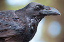 BUITEN BEELD Foto: 270389