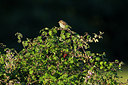 BUITEN BEELD Foto: 270508