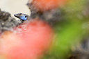 BUITEN BEELD Foto: 270513