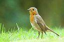 BUITEN BEELD Foto: 270543