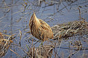 BUITEN BEELD Foto: 270678