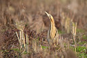 BUITEN BEELD Foto: 270700
