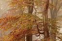BUITEN BEELD Foto: 270754