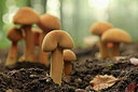 BUITEN BEELD Foto: 270756