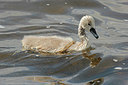 BUITEN BEELD Foto: 270788