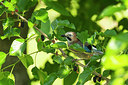 BUITEN BEELD Foto: 270815