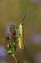 BUITEN BEELD Foto: 271065