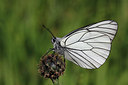 BUITEN BEELD Foto: 271098