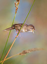 BUITEN BEELD Foto: 271301