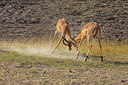 BUITEN BEELD Foto: 271309
