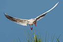 BUITEN BEELD Foto: 271395