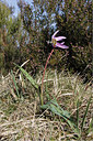BUITEN BEELD Foto: 271470