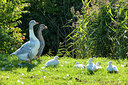 BUITEN BEELD Foto: 271472