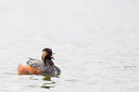 BUITEN BEELD Foto: 271485