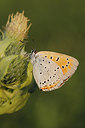 BUITEN BEELD Foto: 271562