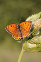 BUITEN BEELD Foto: 271563