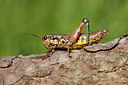 BUITEN BEELD Foto: 271568