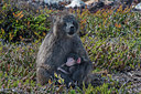 BUITEN BEELD Foto: 271635