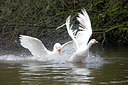BUITEN BEELD Foto: 271643