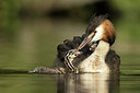 BUITEN BEELD Foto: 271678