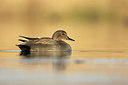 BUITEN BEELD Foto: 271682