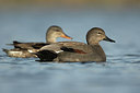 BUITEN BEELD Foto: 271683