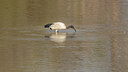 BUITEN BEELD Foto: 271785