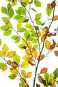 BUITEN BEELD Foto: 271878